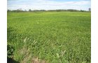 Property photo 55 - 110+/- Acres offered in 4 Tillable Tracts
